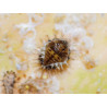 Chilocorus nigritus nymphe (Crédit photo : Entocare)
