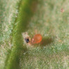Neoseiulus californicus consommant un acarien ravageur