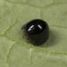 Chilocorus nigritus - Prédateur de cochenilles diaspines | Crisop shop