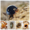 Chilocorus nigritus - Cycle de développement (Crédit photos : Entocare)