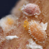 Planococcus citrus (Crédit photo : Koppert)