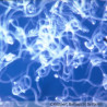 Nématodes Steinermema feltiae