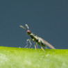 Diglyphus Isaea au stade adulte