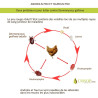Duo Androlis Pro & Taurrus Pro - Contrôle du poux rouge | Crisop shop
