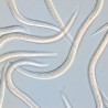 Steinernema carpocapsae, vue au microscope.