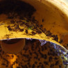 Efficacité de l'attactif, en combinaison avec un piège Moskisan et un panneau jaune Horiver (Photo: jp.rostagno)