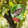 Phéromone Lobesia botrana Eudémis de la vigne