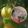 Attractif Planococcus citrus