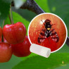 Diffuseur de phéromone pour Rhagoletis cerasi