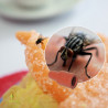 Phéromone Musca Domestica