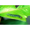 Larve Adoxophyes orana (Source: INRA - COURTIN R.)