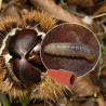 Phéromone Cydia splendana