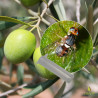 Phéromone Bactrocera oleae