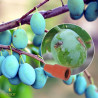 Phéromone Cydia funebrana