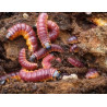 Larves cossus cossus