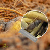 Attractif Agriotes Combilure