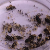 Hyménoptères contenus dans Biopar