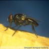 Ophyra aenescens