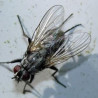 Petite mouche domestique