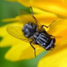 Mouche des élevages
