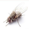 Mouche du cheval