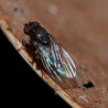 Mouche du terreau