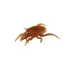 Macrocheles robustulus