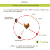 Androlis - Lutte biologique contre le poux rouge | Crisop shop