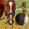 Oeufs de mouches sur cheval