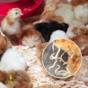 Nématodes  en action sur une larve