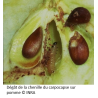 Dégâts dans le fruit