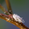 Larve de Cryptolaemus montrouzieri consommant une cochenille farineuse (Crédit photos : Koppert)