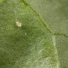 Amblyseius andersoni