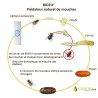 Biofly - Lutte biologique contre les mouches sur lisiers | Crisop.shop