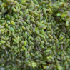 Contenu du flacon de Chrysopa-E