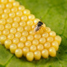 Trissolcus basalis adulte sur œufs de Nezara viridula