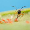 Aphidius colemani en action