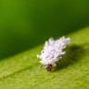 Larve de Cryptolaemus montrouzieri