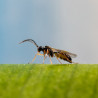 adulte d'Aphidius ervi