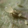 Amblydromalus limonicus