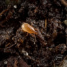 Macrocheles robustulus