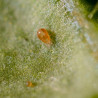 Neoseiulus californicus