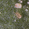 Neoseiulus cucumeris en action