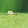 Amblyseius swirskii