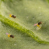 Encarsia formosa parasitant aleurode (Source : Koppert Biological Systems)