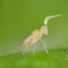 Adulte Eretmocerus eremicus (Crédit photos : Kopert)