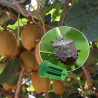 Attractif Halyomorpha halys (Panier)