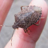 Halyomorpha halys adulte