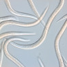 Steinernema carpocapsae