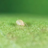 Amblyseius andersoni